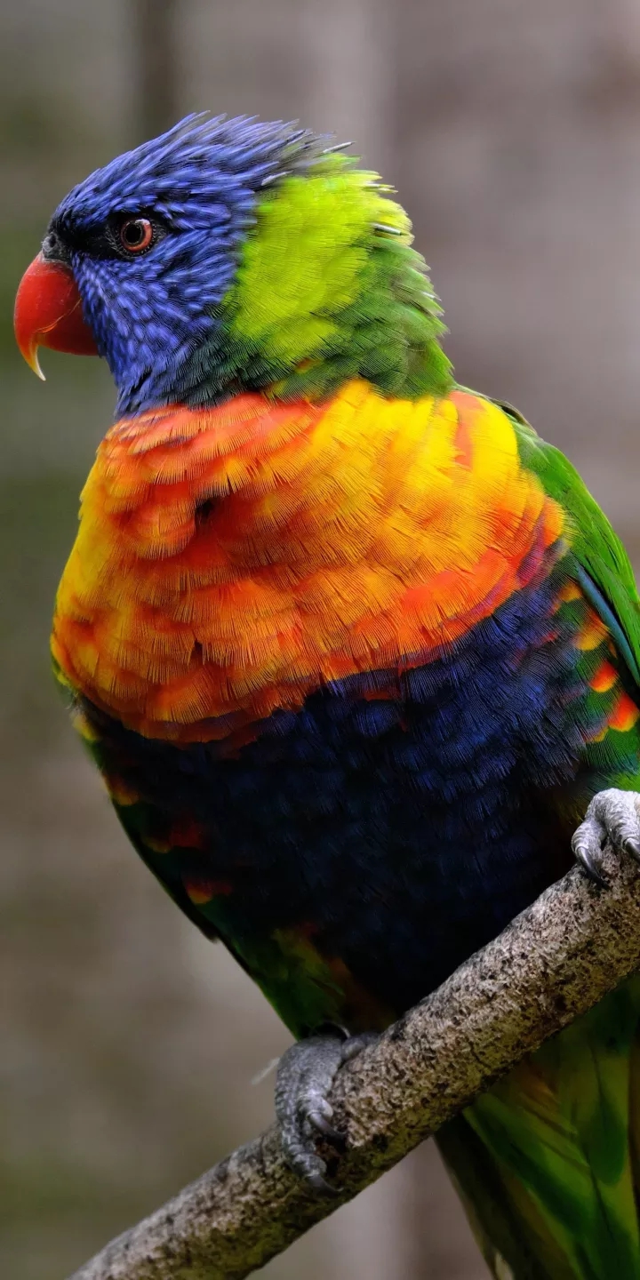 parrots