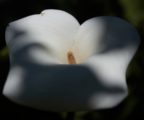 רקעים plant, flower
