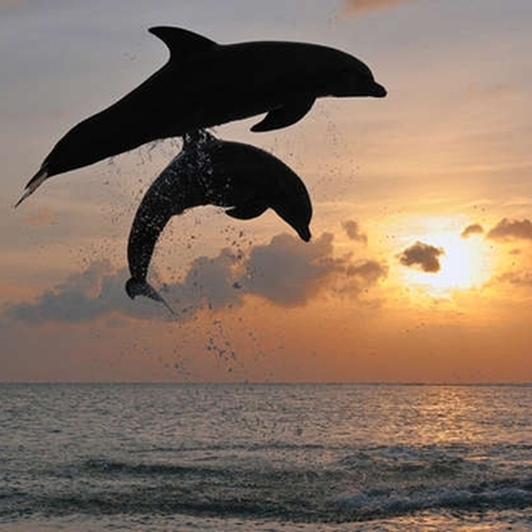 Animali
