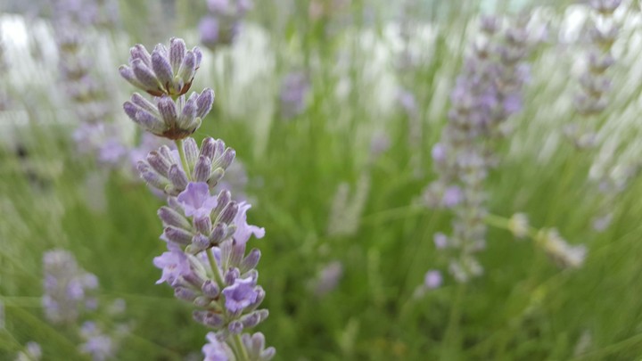 lavender
