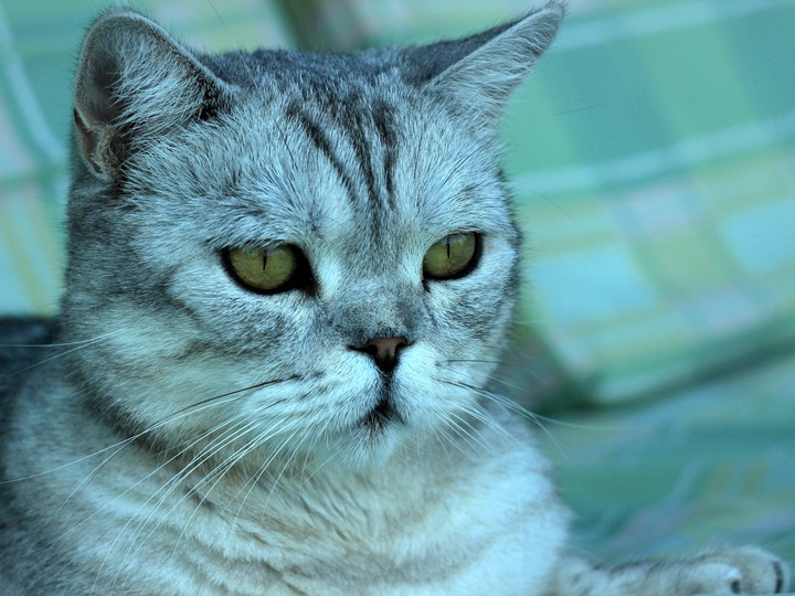 Cat Marusia