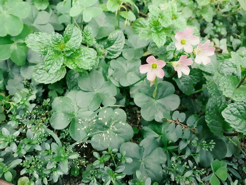 subshrub, flower háttérképek