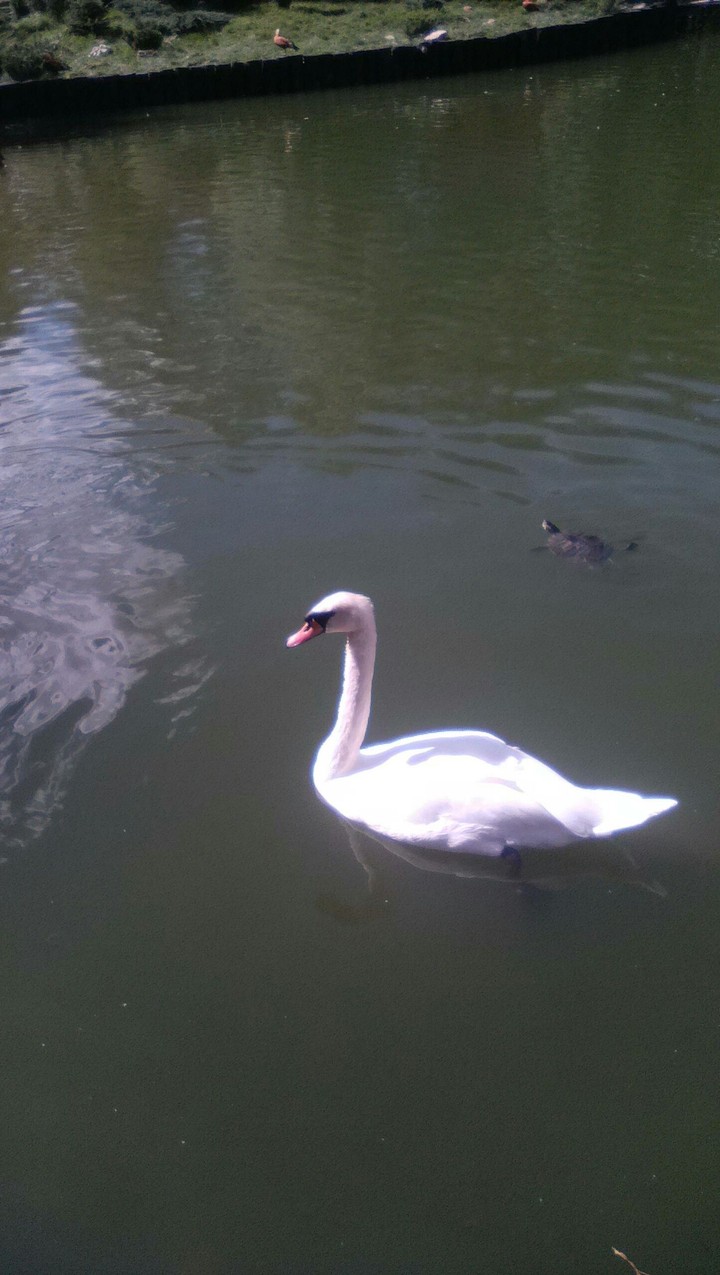 bird