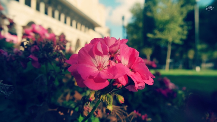 Suleymaniye Mosque Garden - Flower