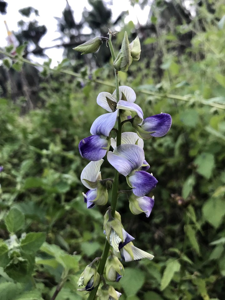Lavendar