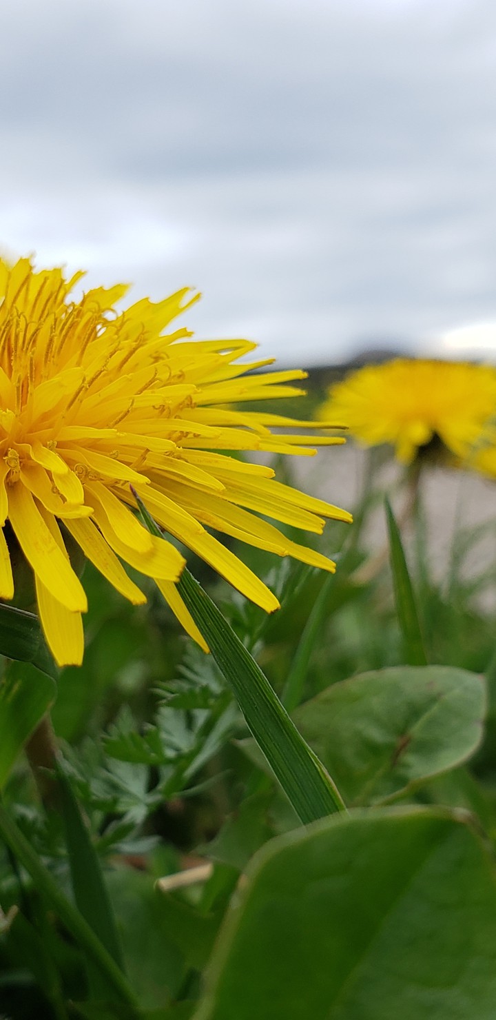 dandelion