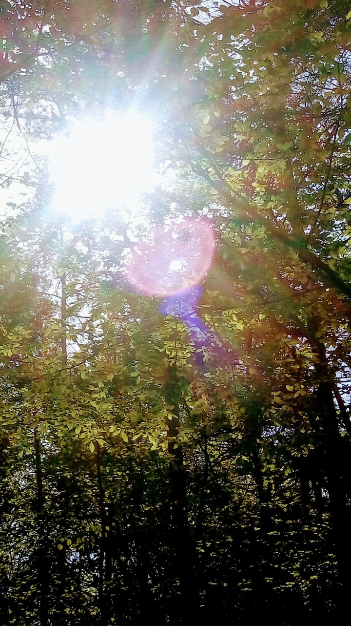 The forest in the light