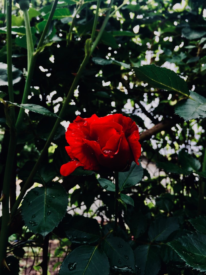 Rose