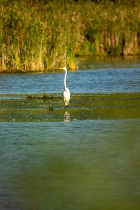liquid, wetland wallpapers