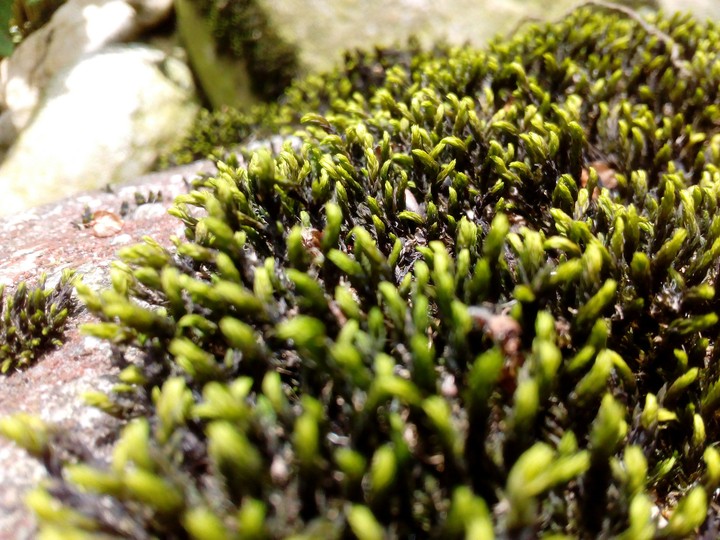 Moss