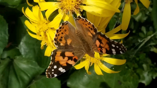 #BUTTERFLY