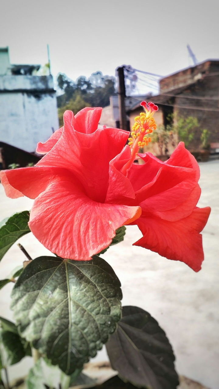 Hibiscus