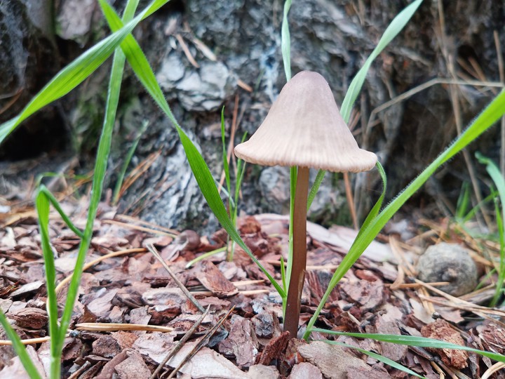 mushroom