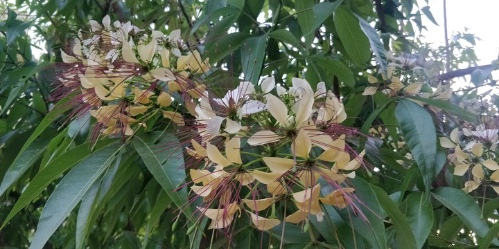 Crateva religiosa