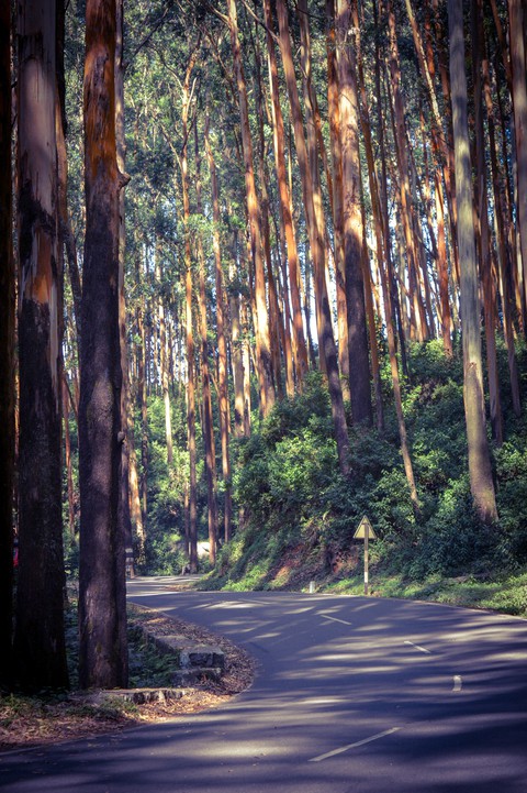pine woods