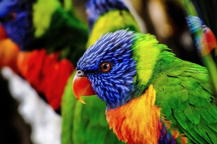 parrot