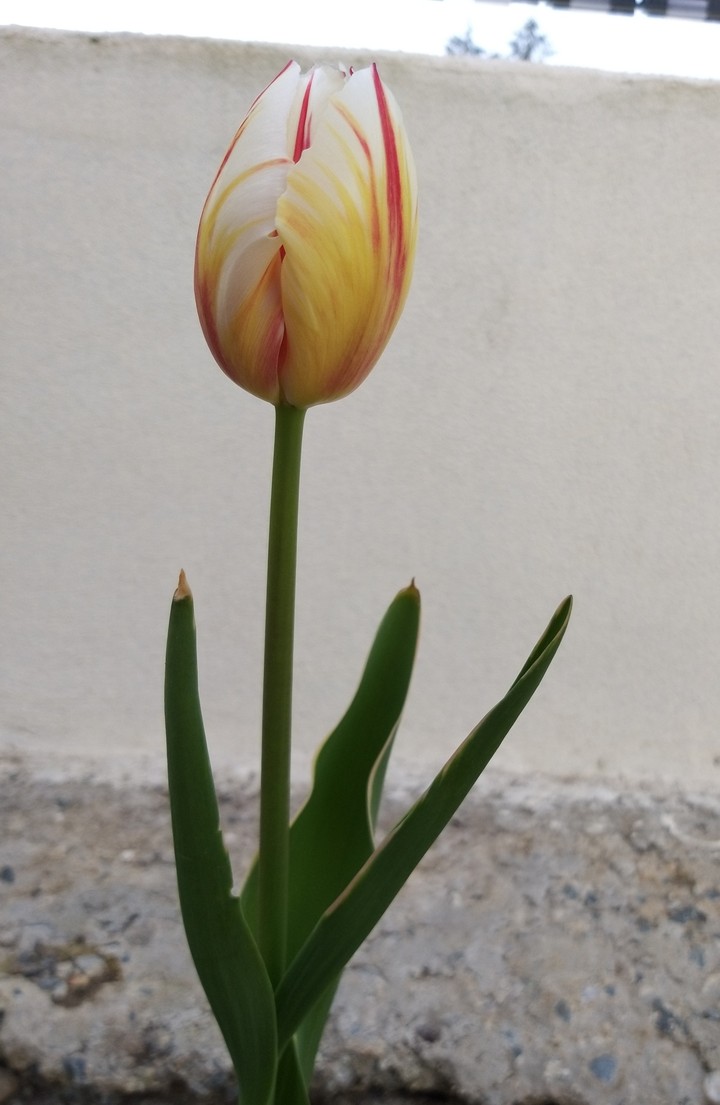 fleurs