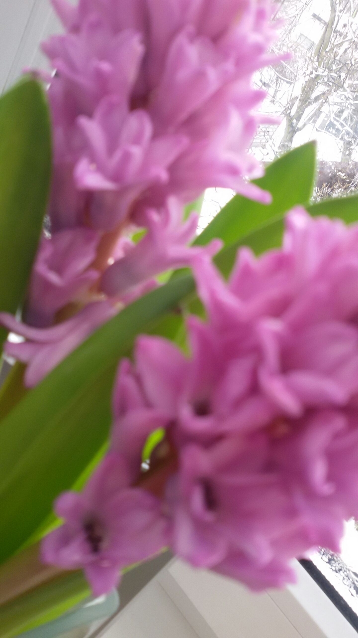 Flowers☺