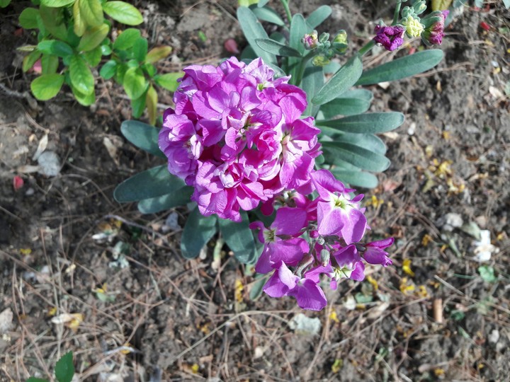 flower
