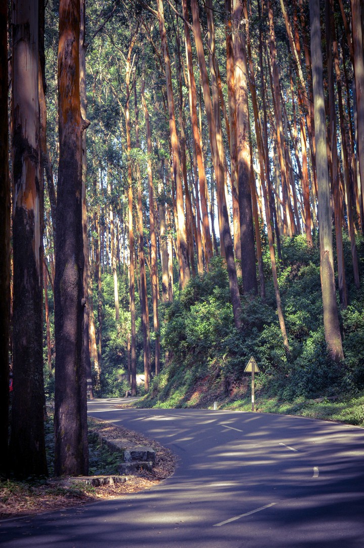 pine woods