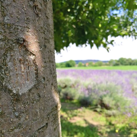 lavender