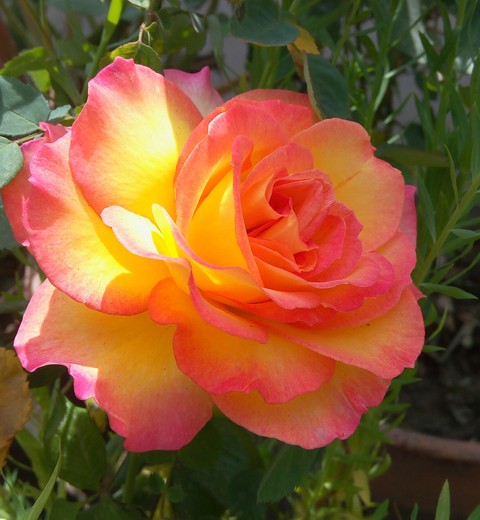 butterfly rose