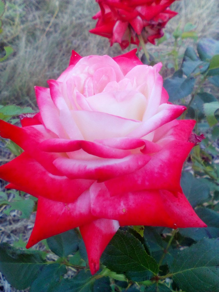 my lovely rose