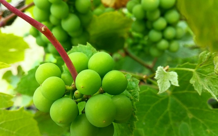 Green grapes