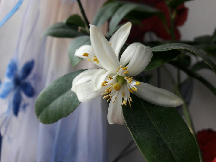flower
