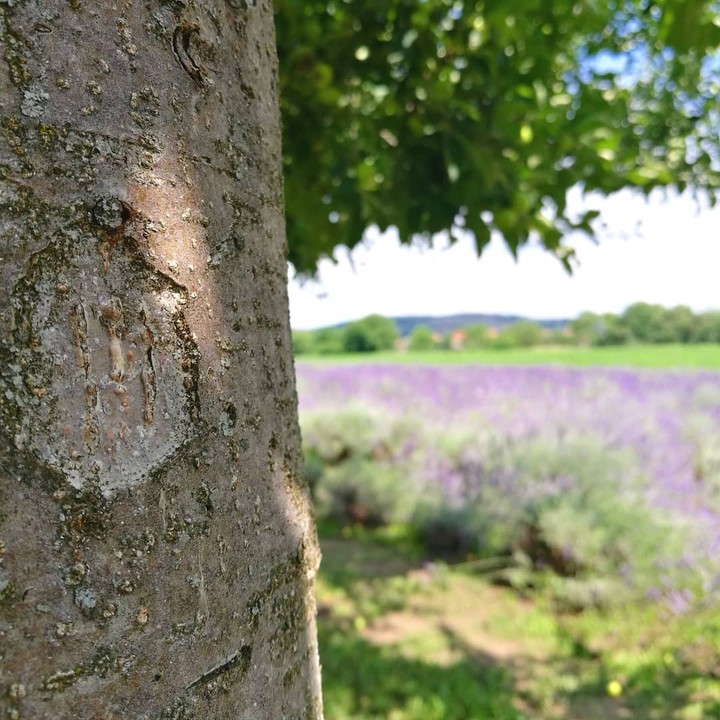 lavender