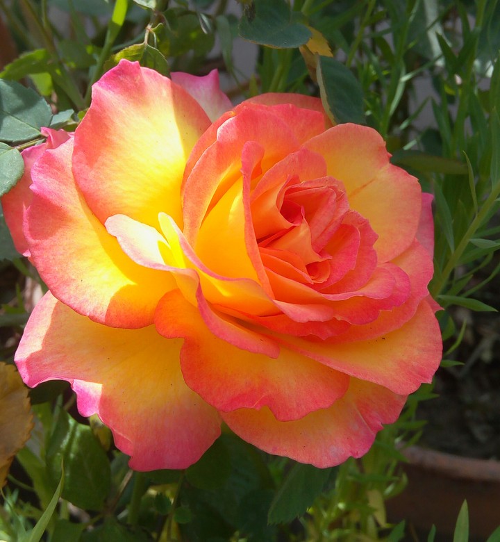 butterfly rose