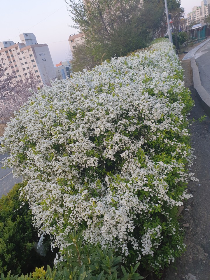 '21 spring