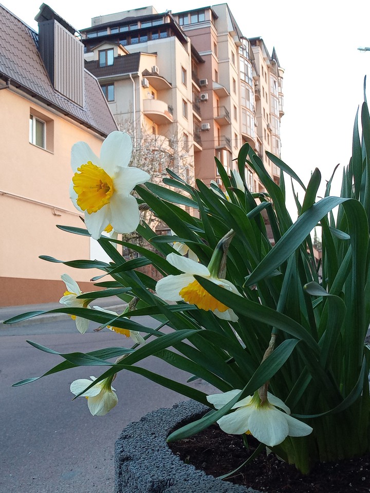 spring morning