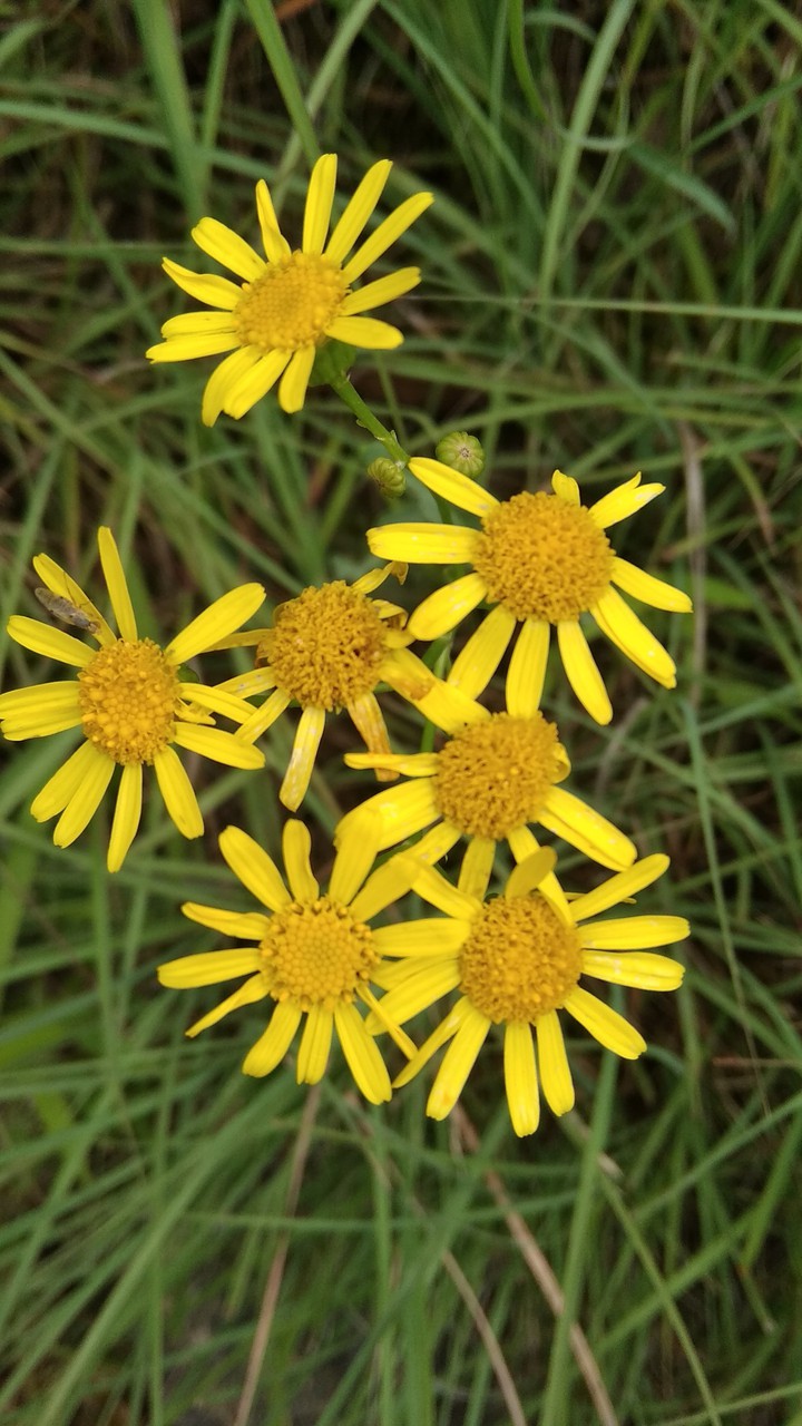 Yellow Daisy