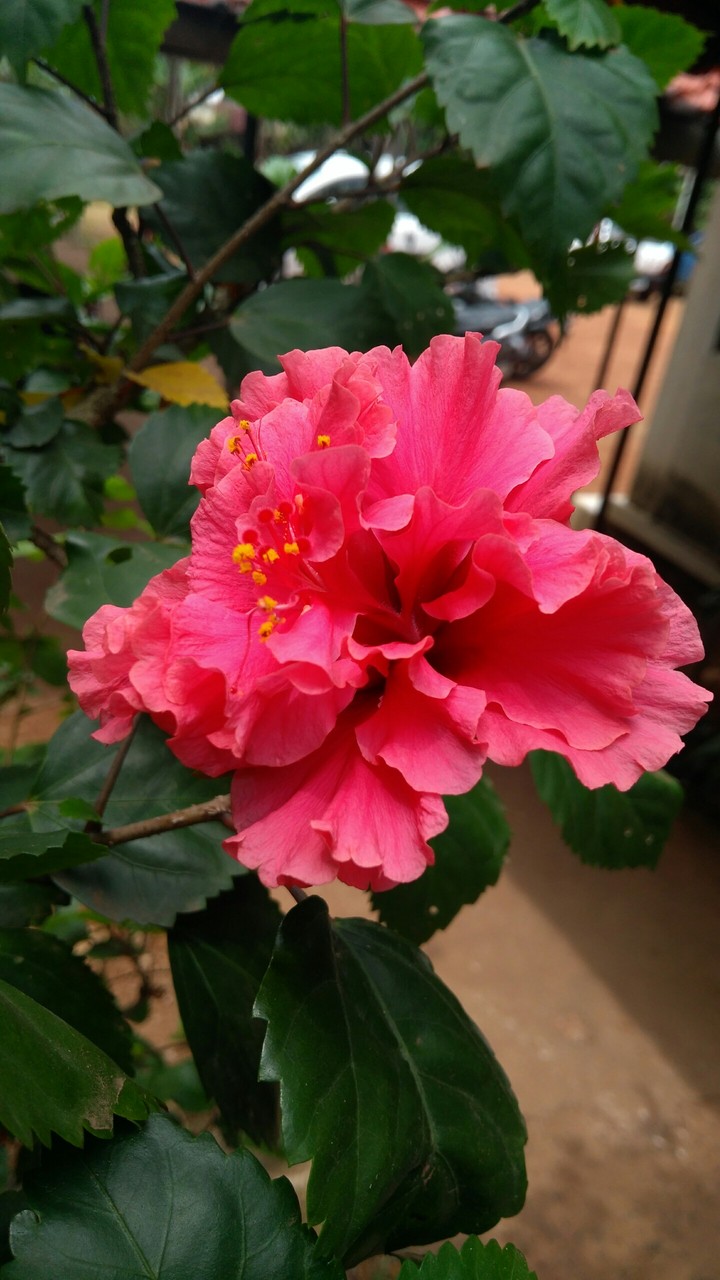 hibiscus