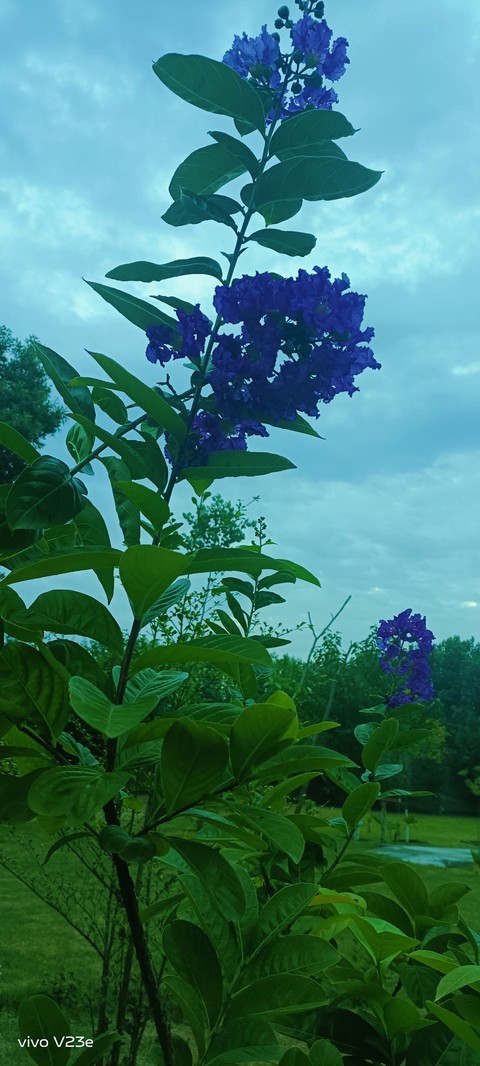 papéis de parede hydrangeaceae, spring