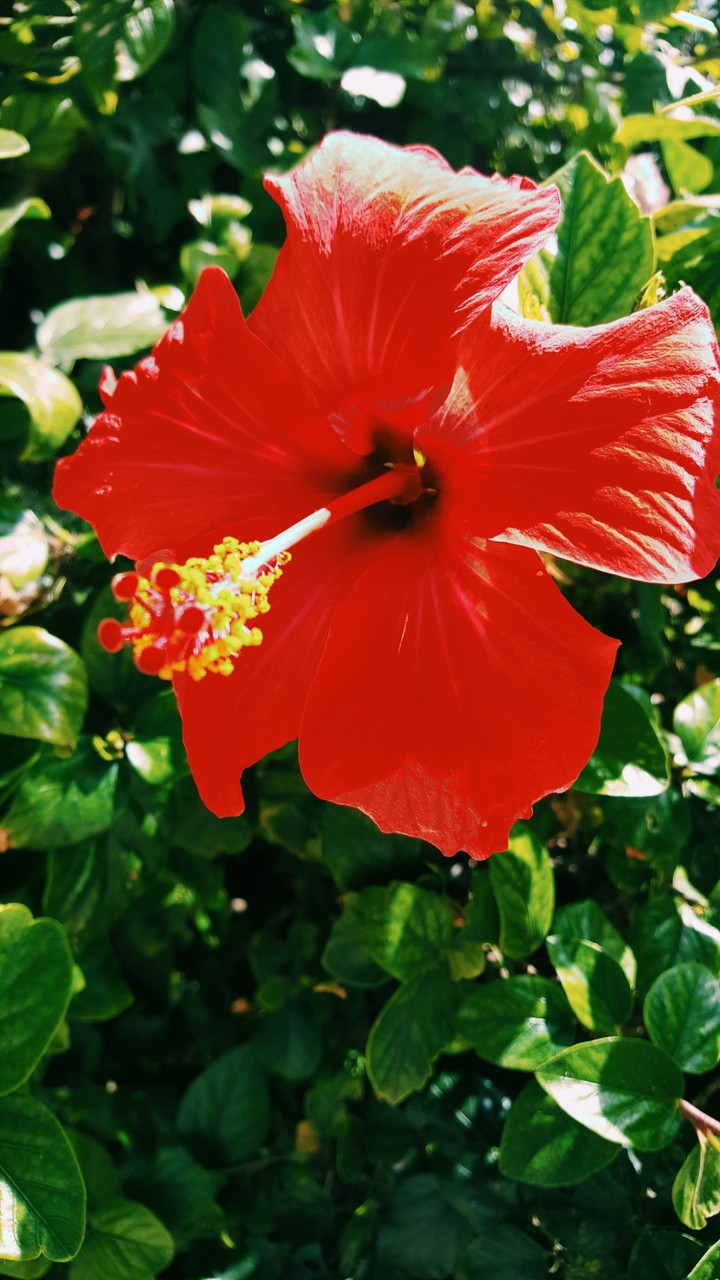 big red flower