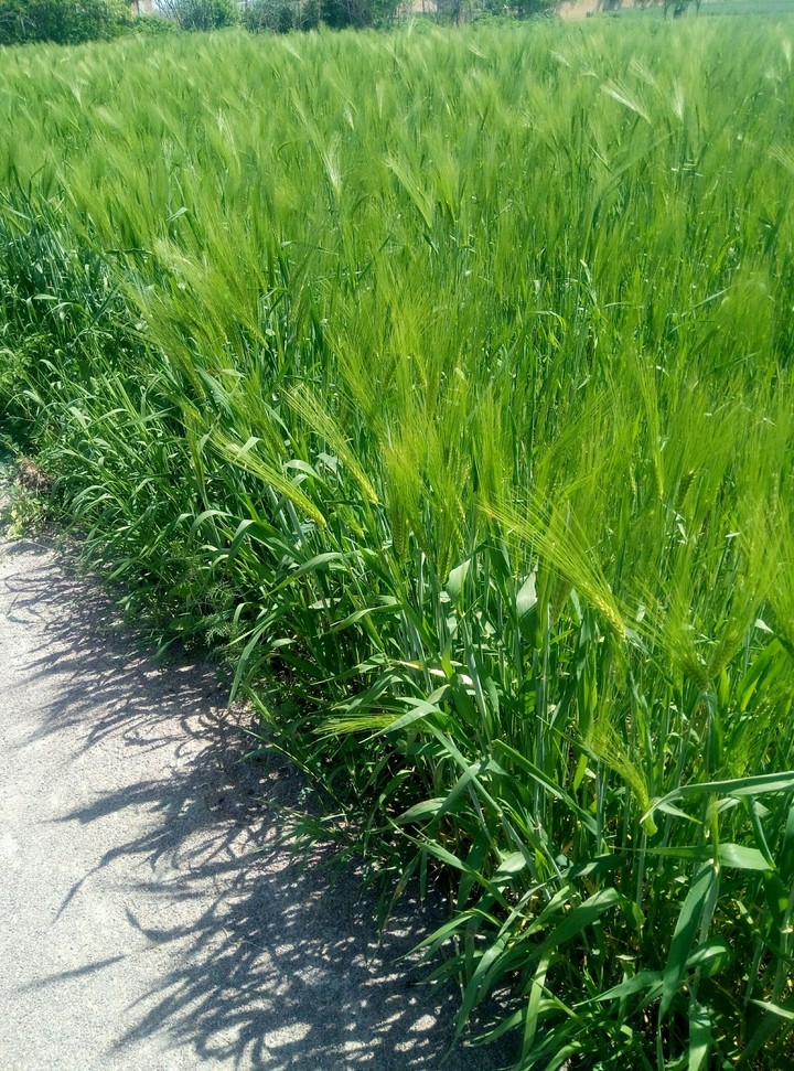 field