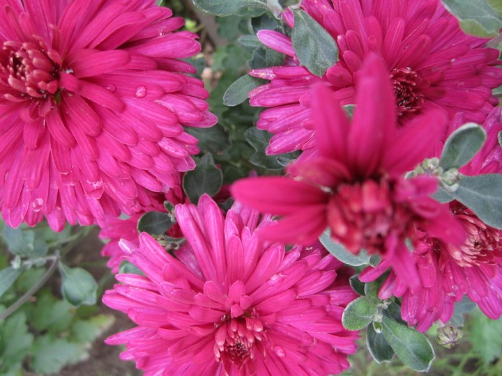 asters summer