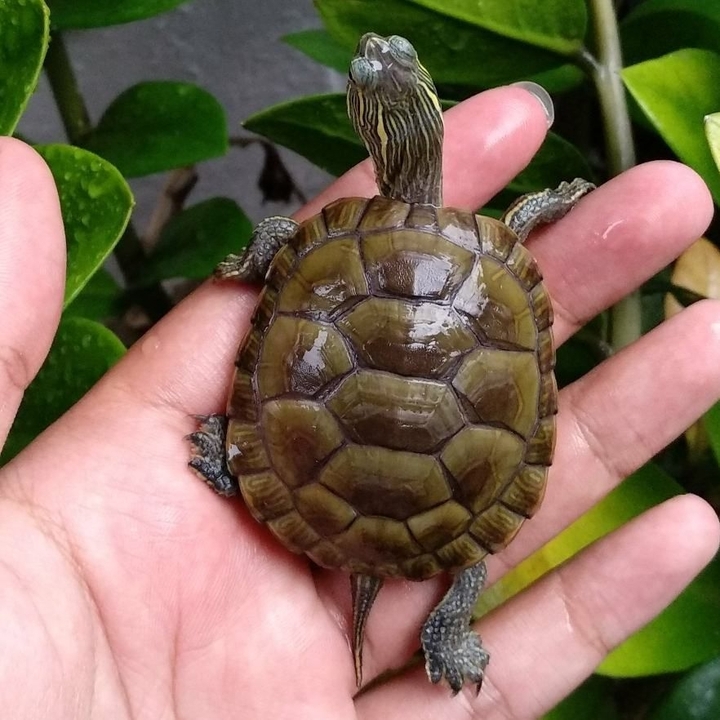 turtle