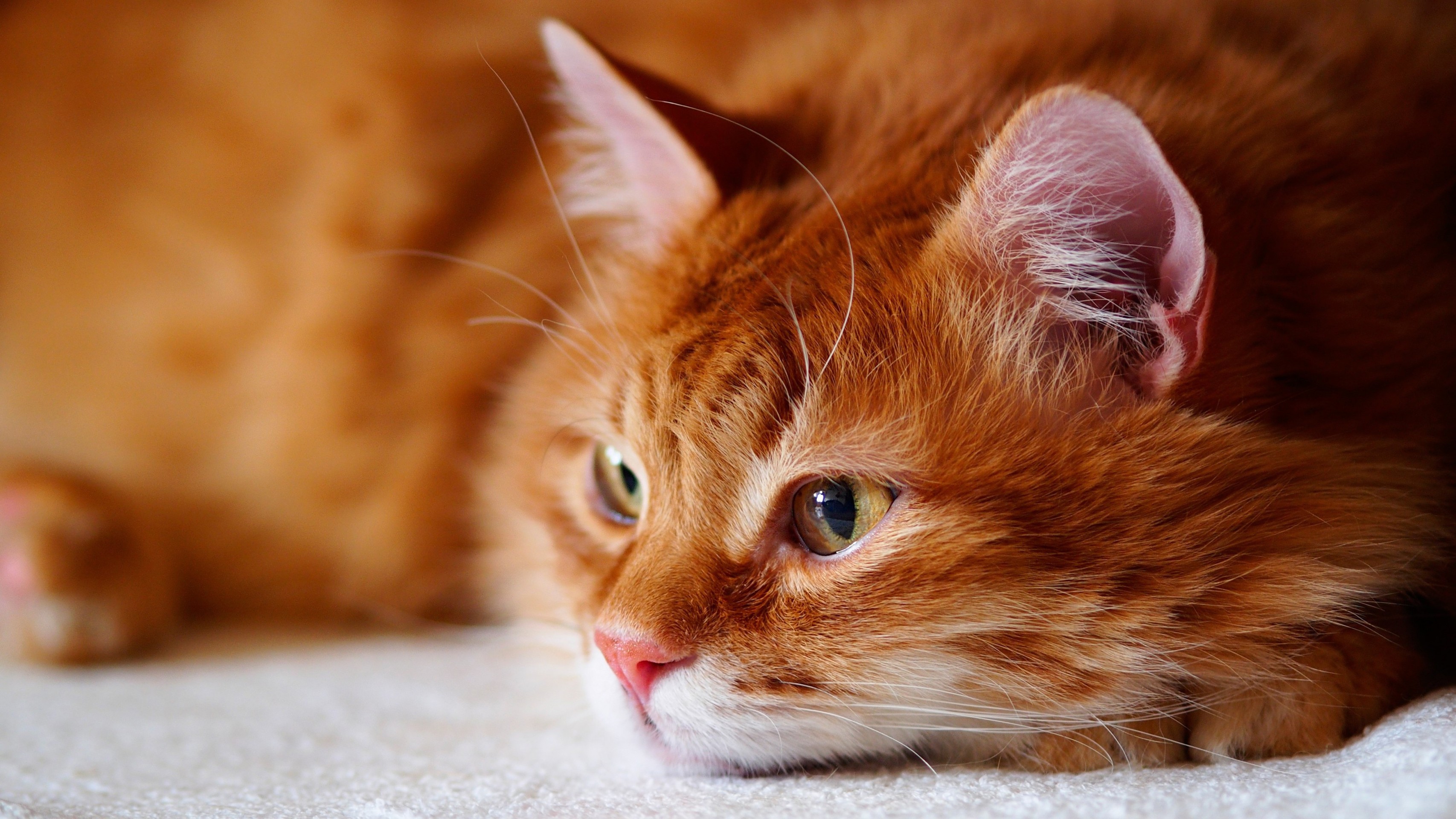 fondos de pantalla vertebrate, whiskers