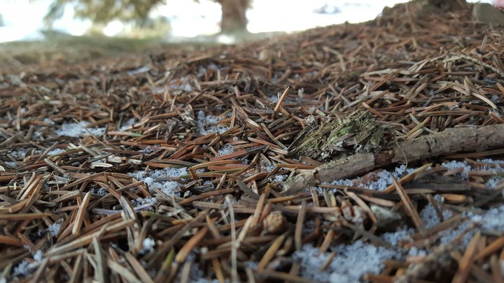 Pine on Ground