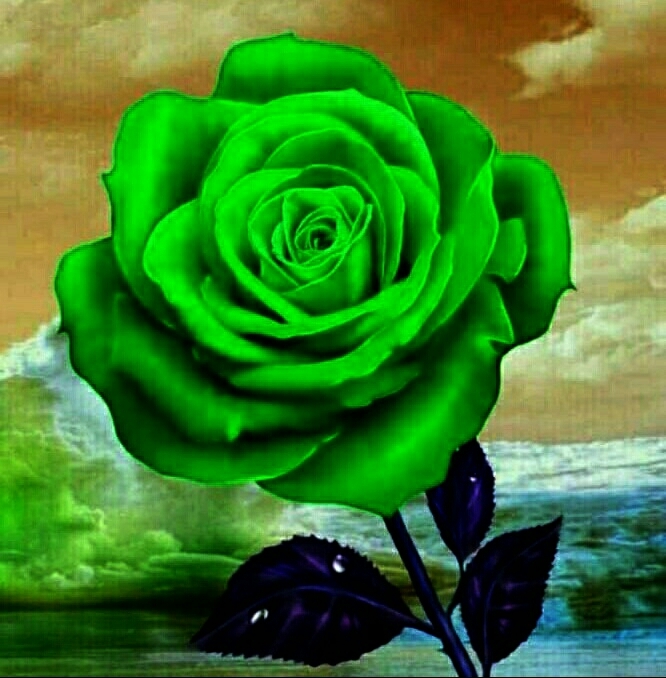 NATURE
