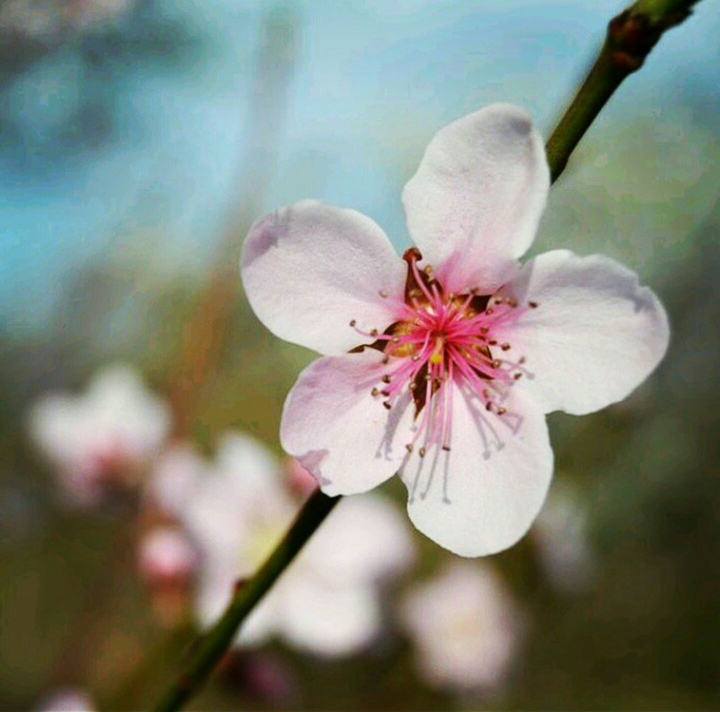 #flower #backyardflowers