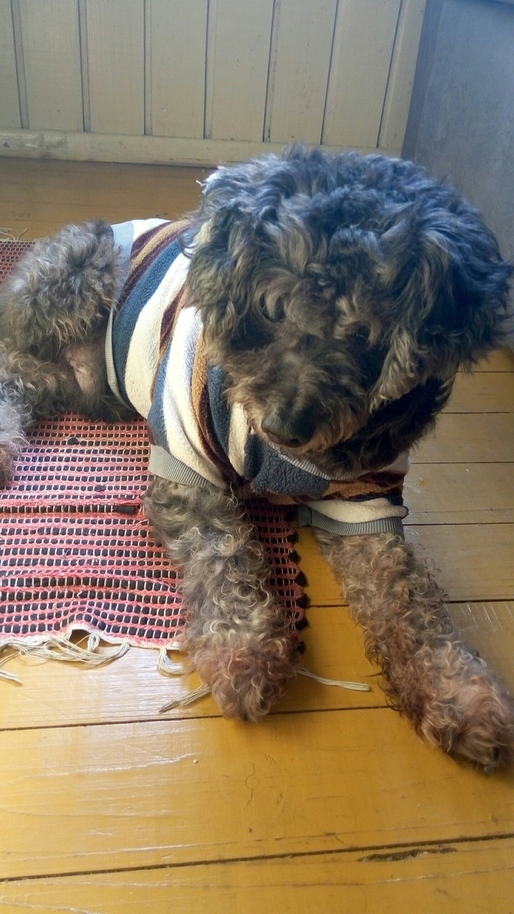 Meu cãozinho Max.