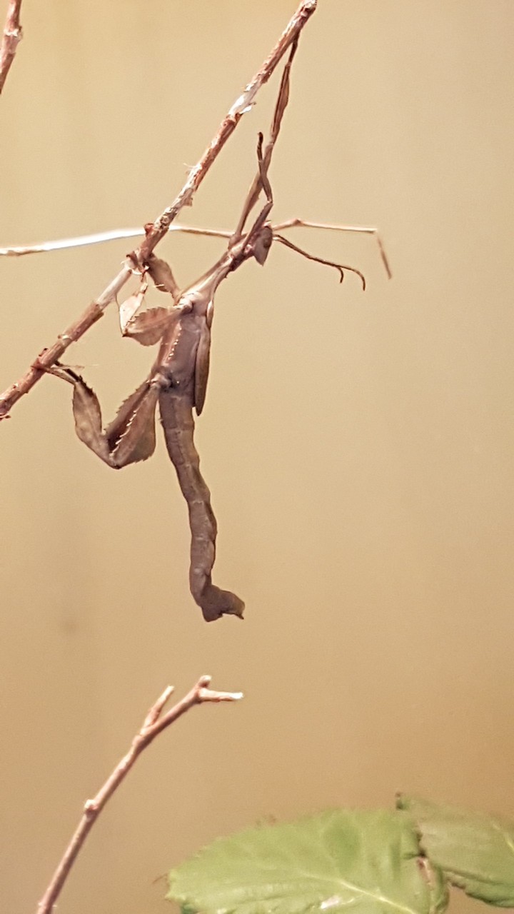 Hanging up