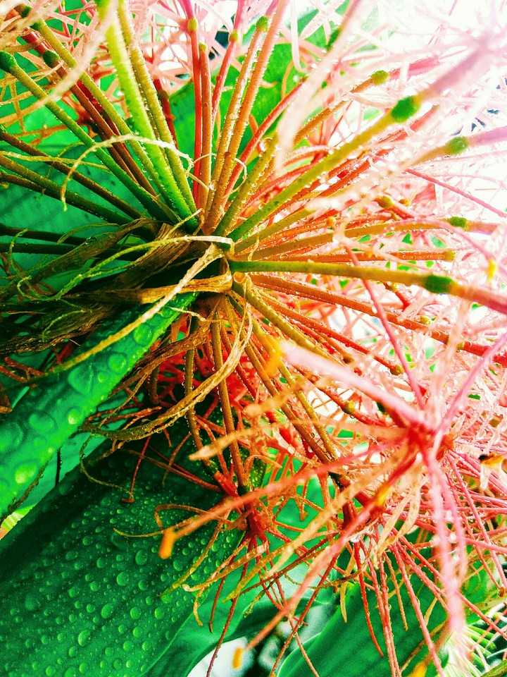 flower