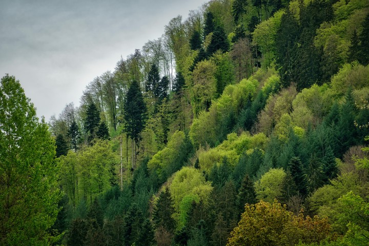 ταπετσαρίες leaf, ecoregion