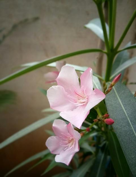 Flowers..