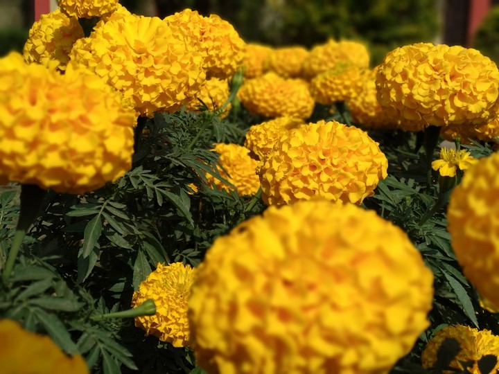 marigold